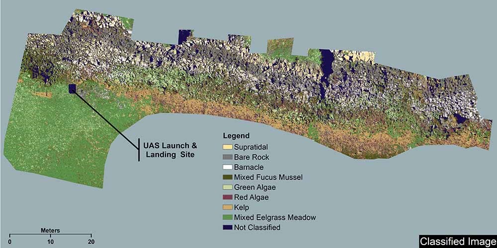 Imagery of intertidal area with fine-scale vegetation classification.
