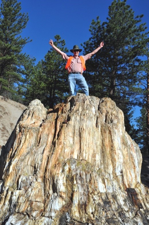 Figure 5 flfl a person standing high upon a fossil tree stump