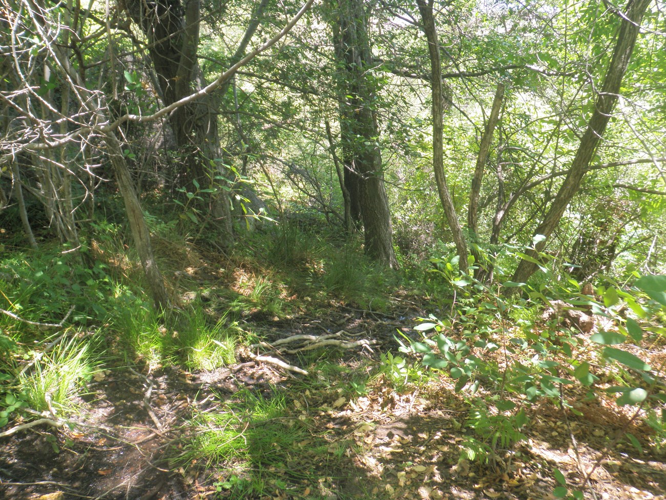 A very narrow, shallow stream in a dense woodland
