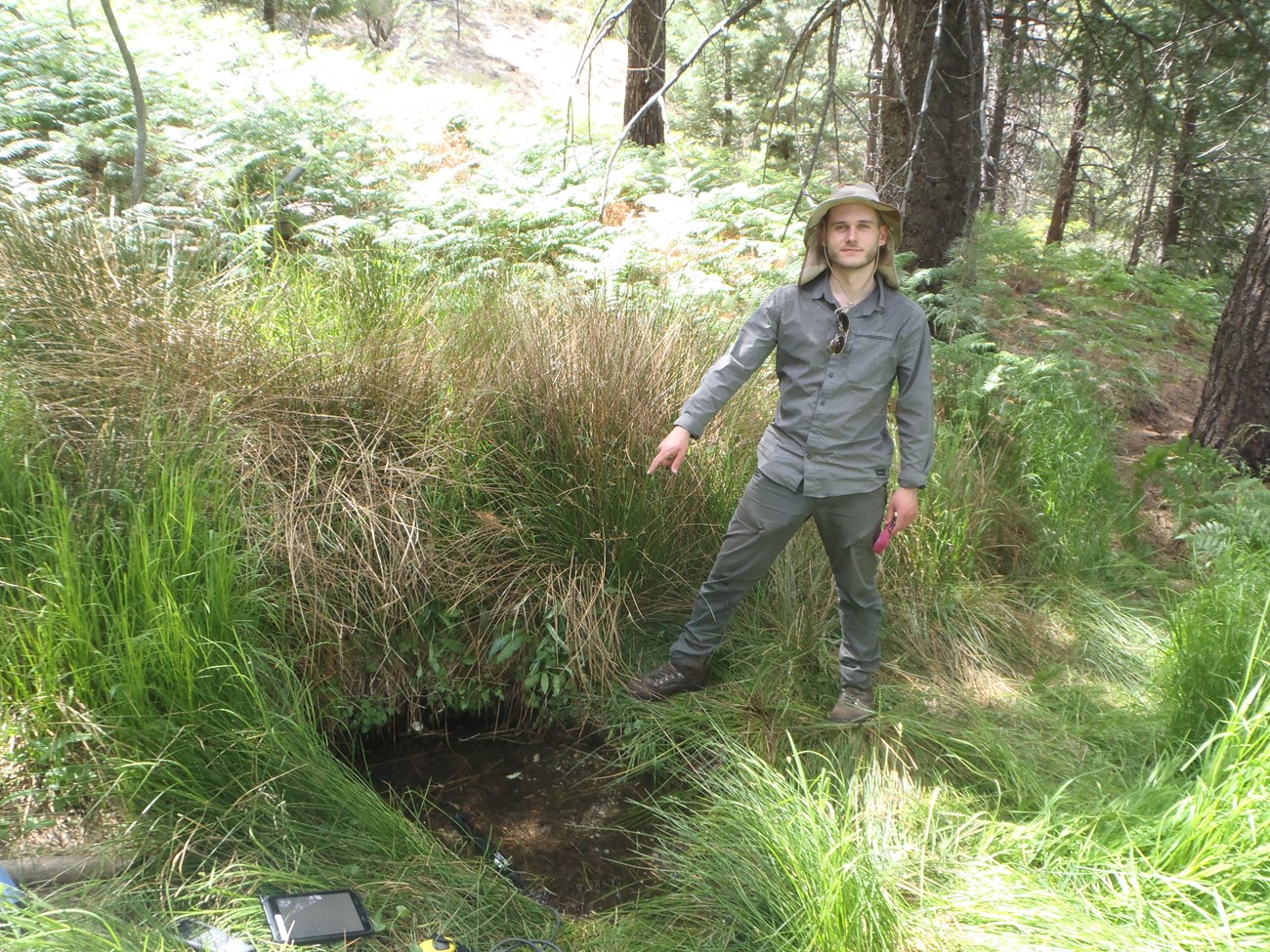 A person pointing at a small pool of water in a dense patch of sedge and grass within a conifer forest.