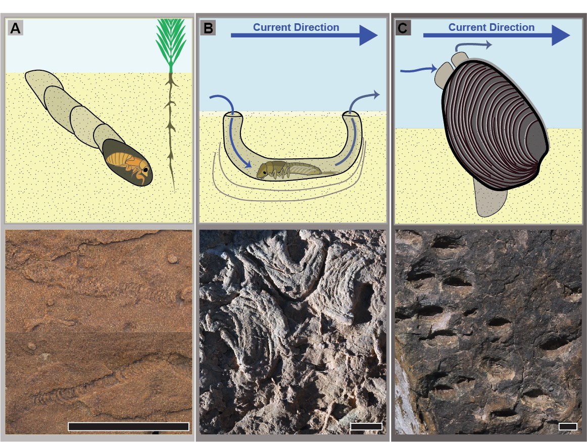 six images of fossils and fossil burrows