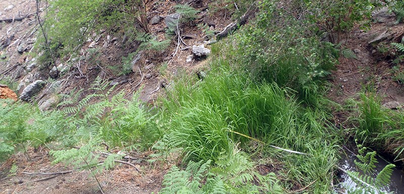 A narrow pool of water bounded by thick fern, sedge, and shrub cover.