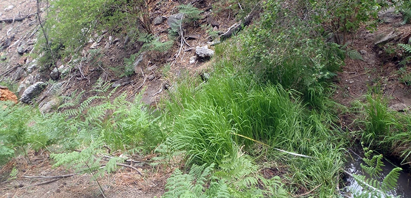 Manna Grass Spring A narrow pool of water bounded by thick fern, sedge, and shrub cover.