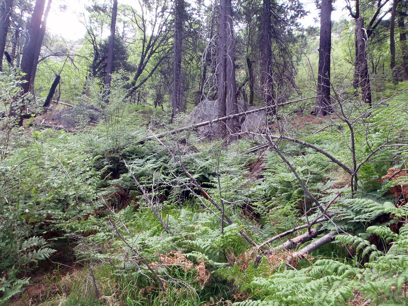 Conifer forest with a dense understory of ferns and grass.