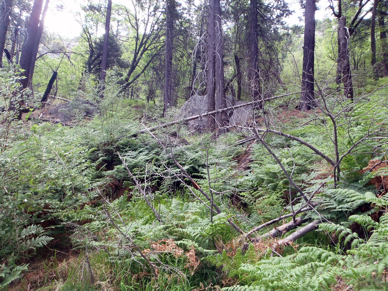 North Slope of Mica Mountain Conifer forest with a dense understory of ferns and grass.