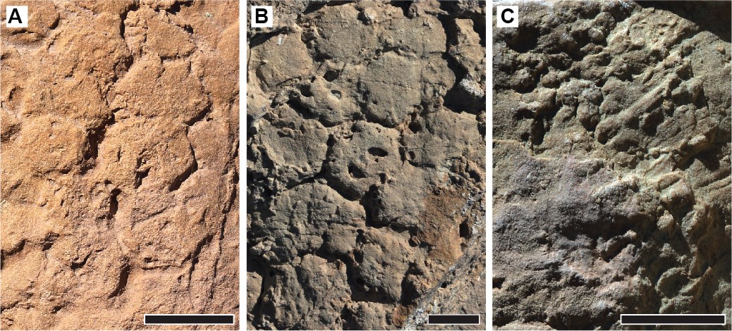 three images of trace fossils