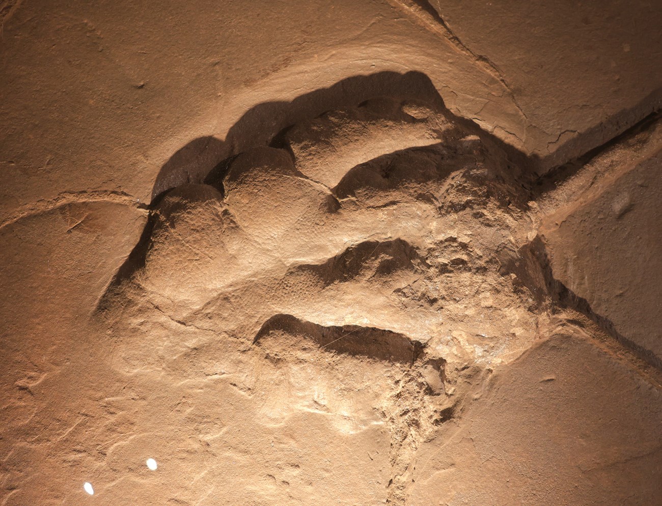 Photo of a dinosaur footprint in stone.