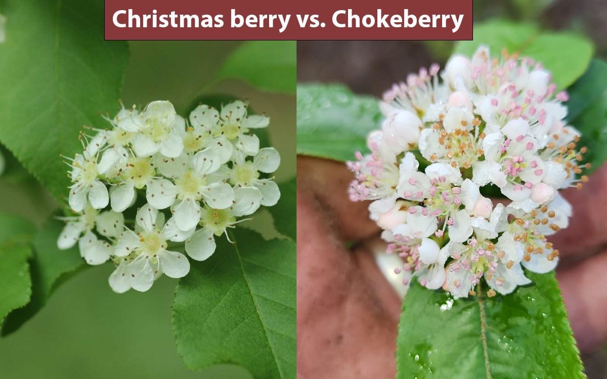 Side by side comparison of flower clusters from Christmas berry on left and chokeberry on right