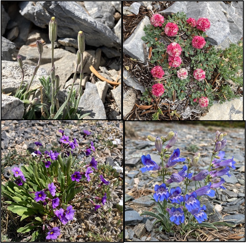 Four endemic plants to the Great Basin region.