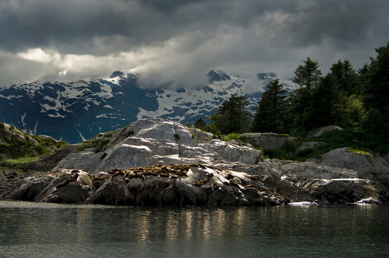 Forest in Glacier Bay National Park A spectacular scene of snow-capped mountains, evergreen forests, rocks, sea lions and water in Glacier Bay National Park