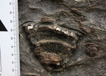 NPS Photo / Ivan Carabajal, Geoscientist-In-Park Intern Fossilized sponge with a ruler for length comparison.