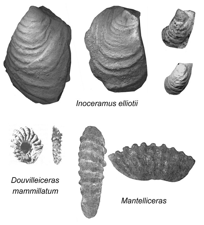 Image of assorted fossils
