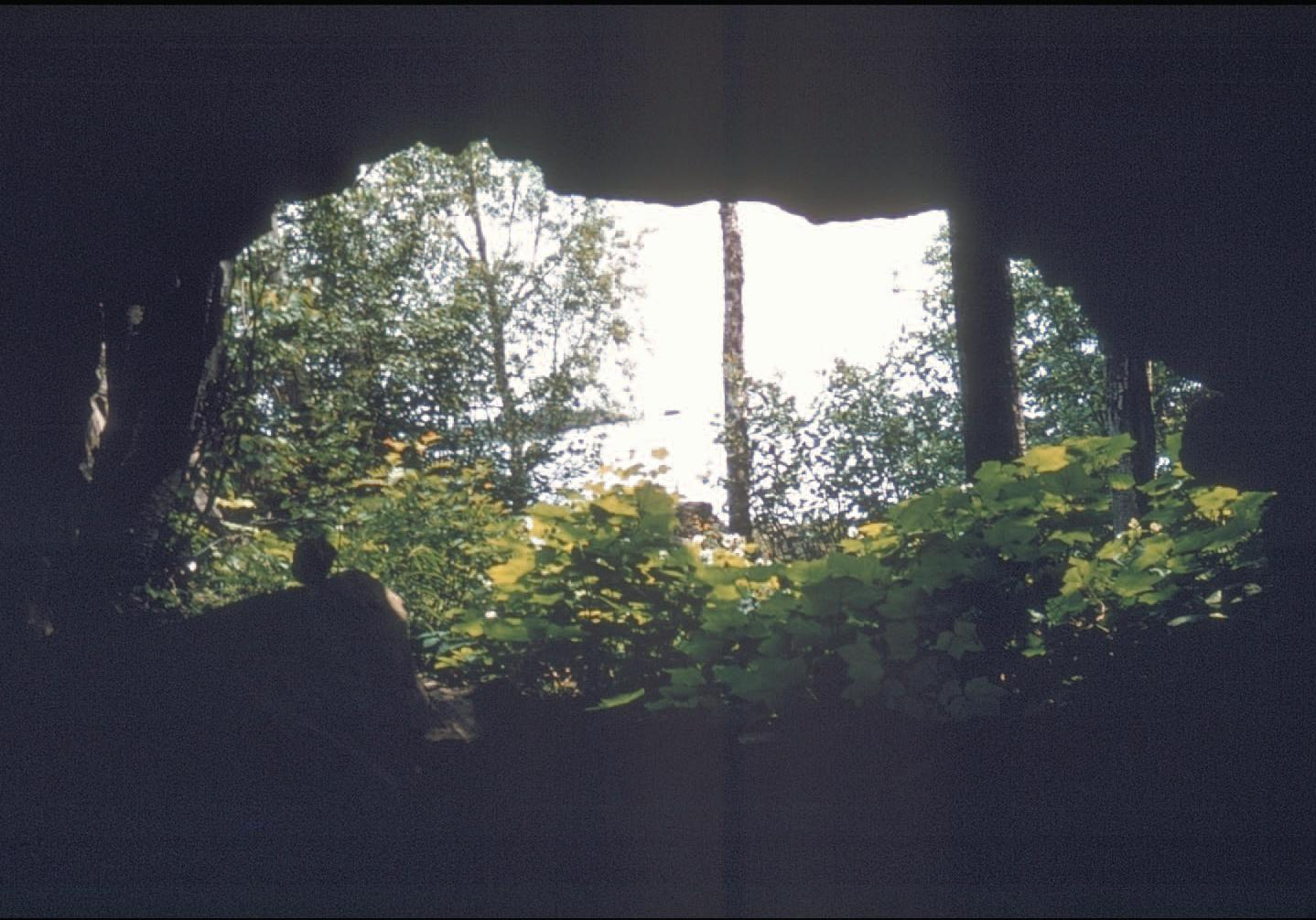 A photo looking up from a cave-like hole. Sun shines through the birch trees and green bushes.