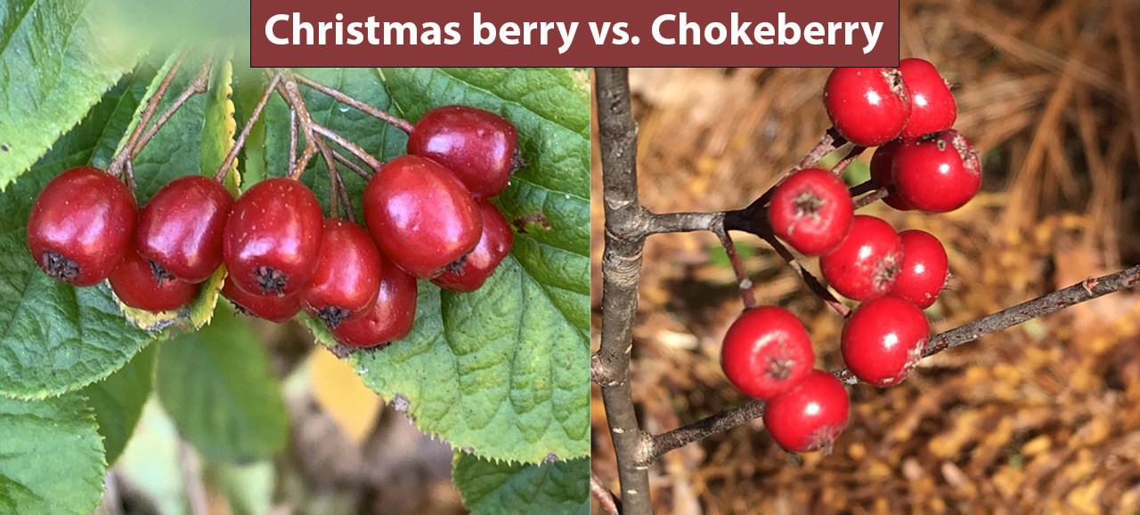 Side by side comparison of multiple red fruits of Christmas berry on left and chokeberry on right