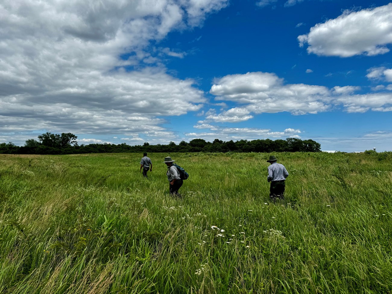 Three people wade through a grassland growing up to their knees