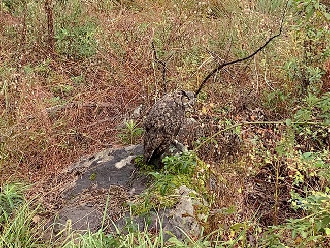A Great Horned Owl stands on a rock in the middle of a field.