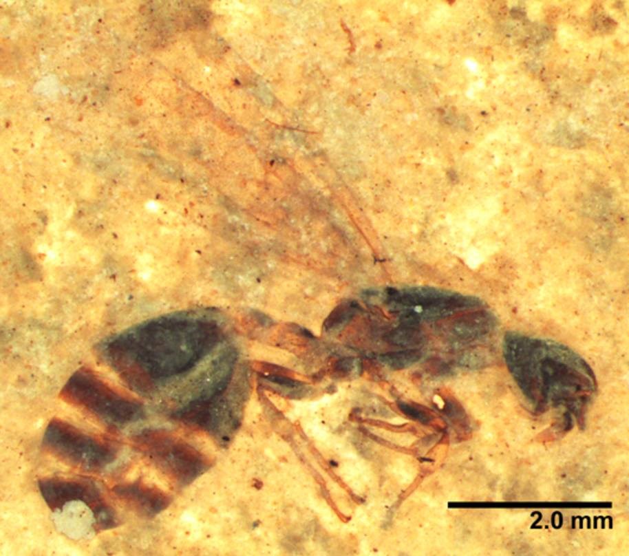 GLAC Solenopsites_abdita_USNM609597_profile Photo of a fossil insect