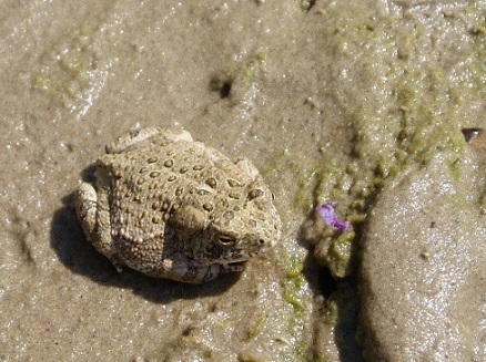 Amphibians in the Desert (U.S. National Park Service)