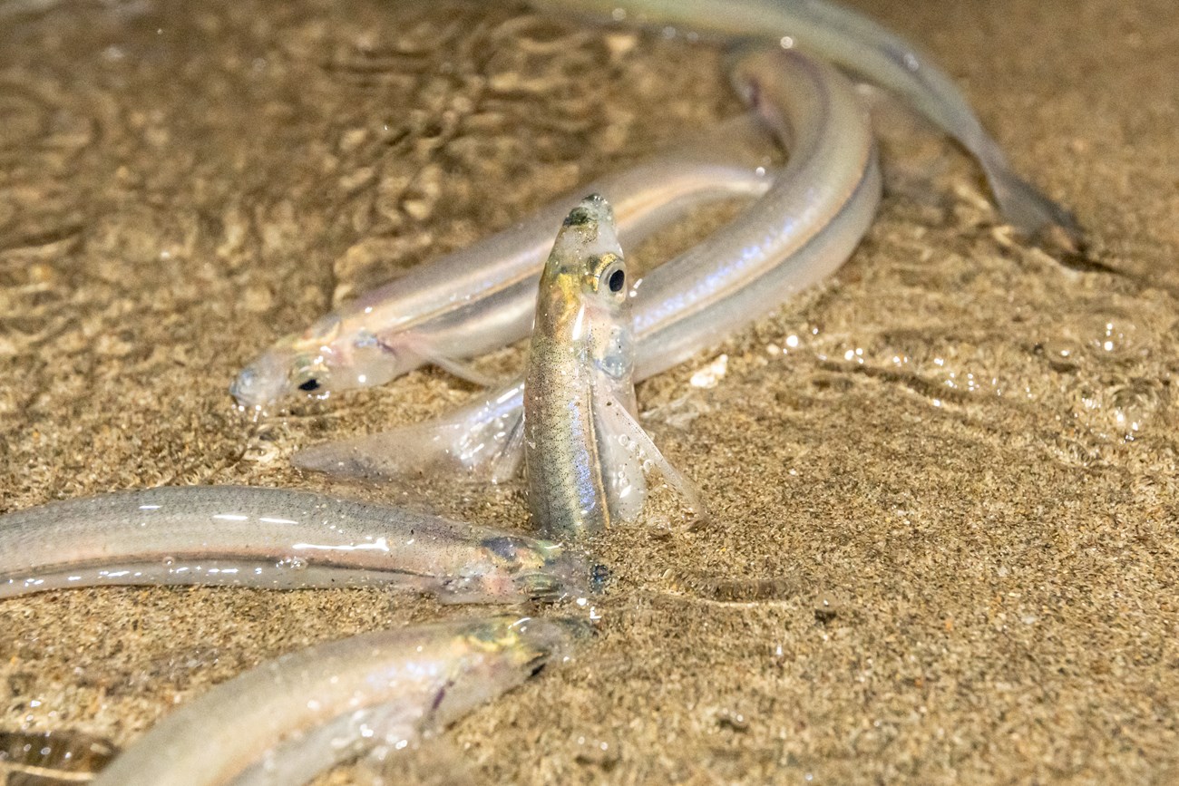 Close-up of a fish mostly buried vertically in the sand as several other fish swirl around her. Details like bluish iridescence and gray and pinkish-yellow stripes down the fishes' bodies are apparent.