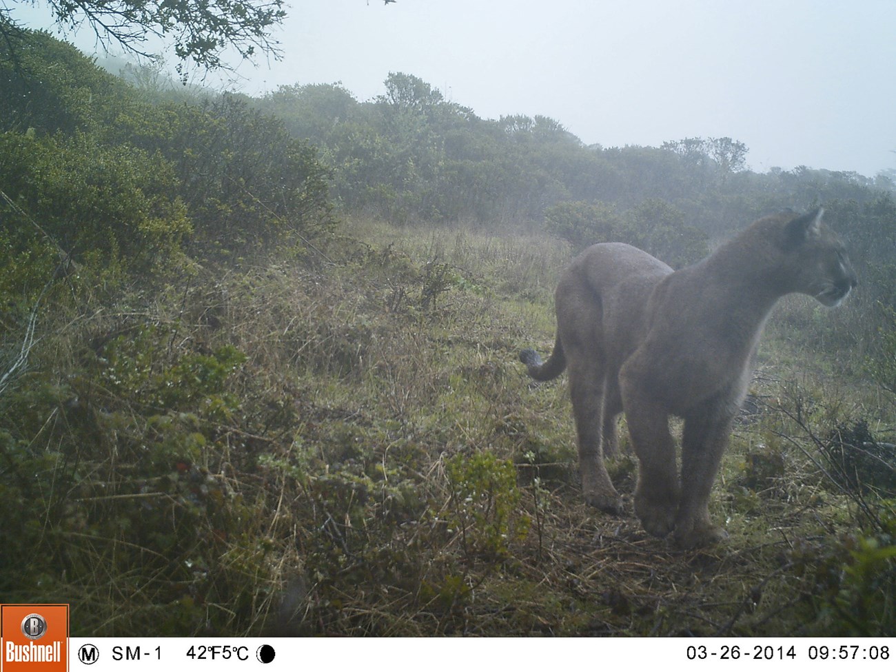 Do Mountain Lions Roam the Deep Woods of the Twin Tiers?