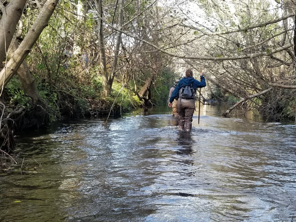 People in waders hike up the center of a swiftly flowing creek carying backpacks and wading poles.