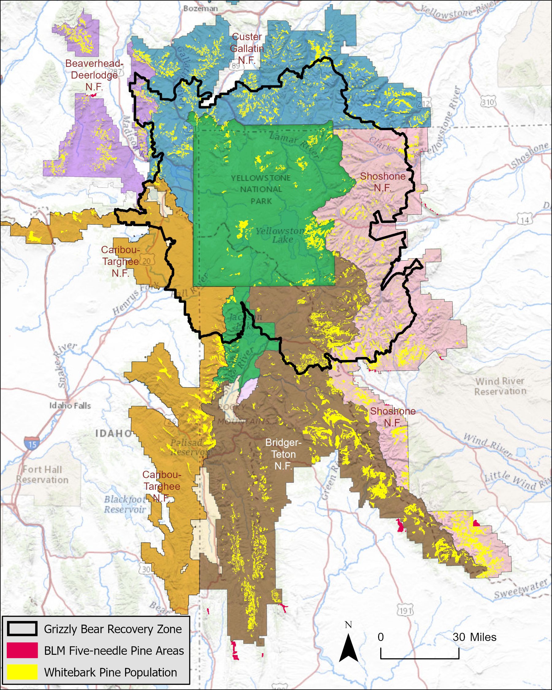 Whitebark Pine Recruitment in the Greater Yellowstone Ecosystem – Data  Summary of Monitoring in 2022 (U.S. National Park Service)