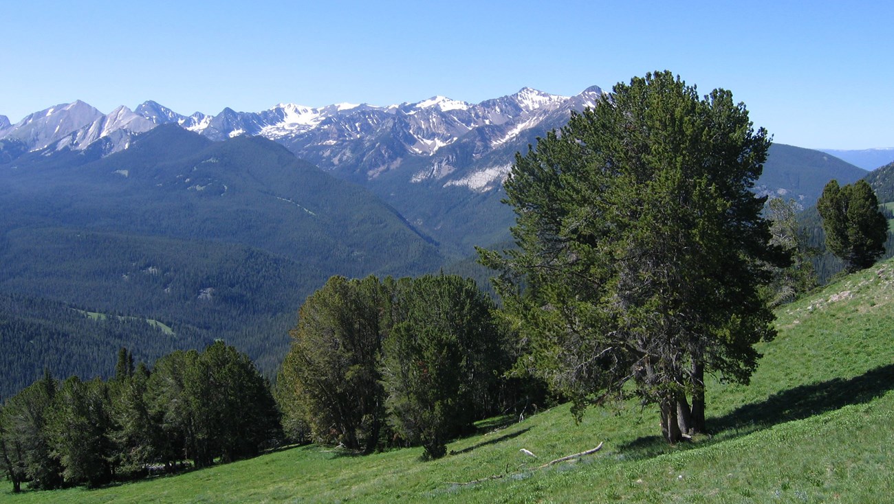 Whitebark Pine Trees photo by John Fothergill NPS Forest slope with snow-capped mountains in the background.