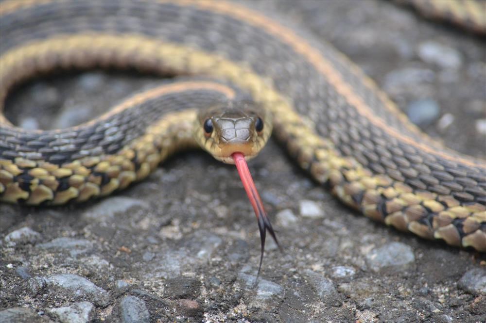 common garden snake