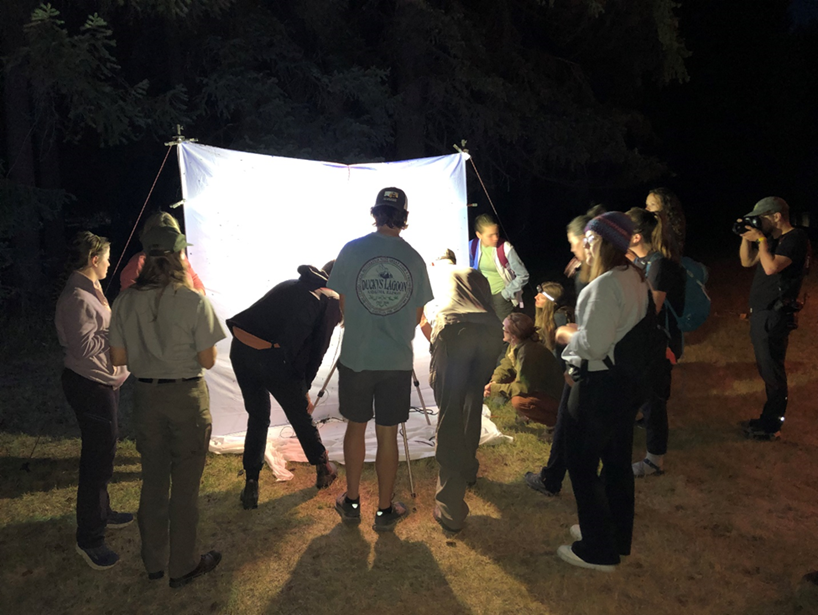 A group of people gather around a vertically stretched illuminated white sheet where moths have landed.