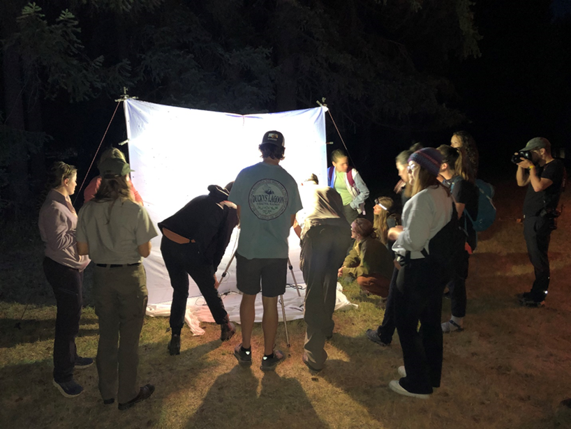 Gathering around the moth light sheet A group of people gather around a vertically stretched illuminated white sheet where moths have landed.