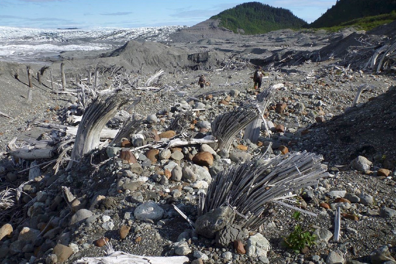 Ghost forest A field of gravel with whitened tree stumps all leaning in the same direction. Two people are walking in the background, which has snowfields and forests