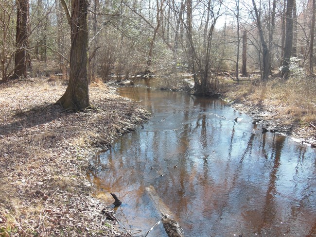 A small creek is centered in the image, with water colored by tannin. Both banks are covered in dead leaves. Trees in the background are largely leafless, suggesting a winter’s afternoon.