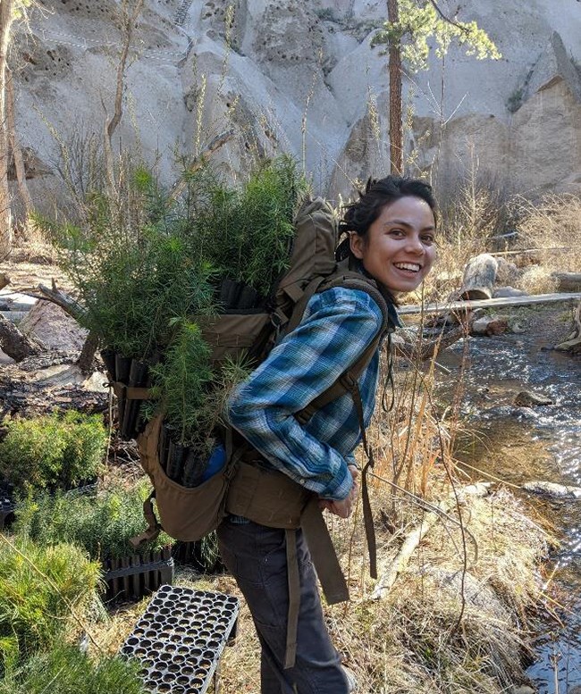 Carrying Douglas fir seedlings for planting at Bandelier NP A woman carries a bag of seedlings on her back