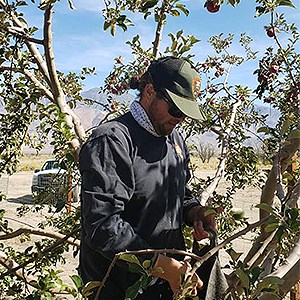 Man in baseball cap pruning apple tree.