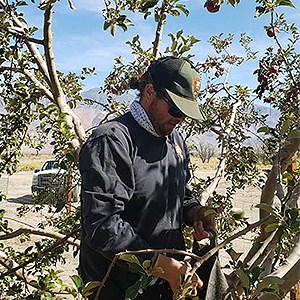 Dave Goto, Arborist Man in baseball cap pruning apple tree.