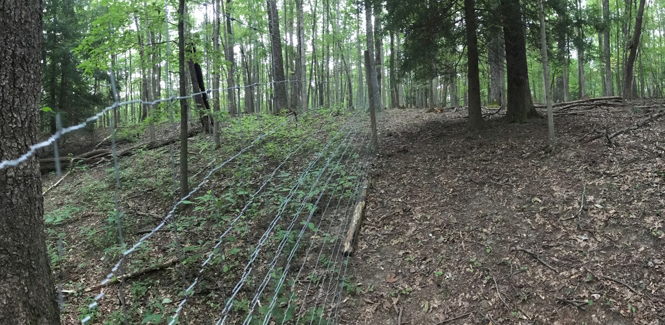 Grandview Oak Fence Burn In the forest, many more tree seedlings and plants grow inside a deer exclosure fence than outside the fence.