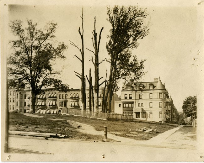 Image shows a cluster of trees, many of which are dead and decaying, with one tree sprouting leaves. Apartment buildings are in the background.