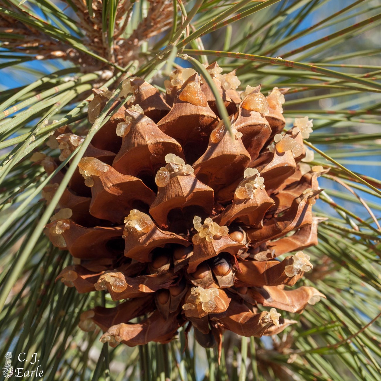 Large, round, pine cone with sharp tips.