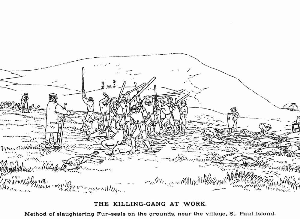 Grayscale Cropped_web A drawing of men killing seals with clubs.