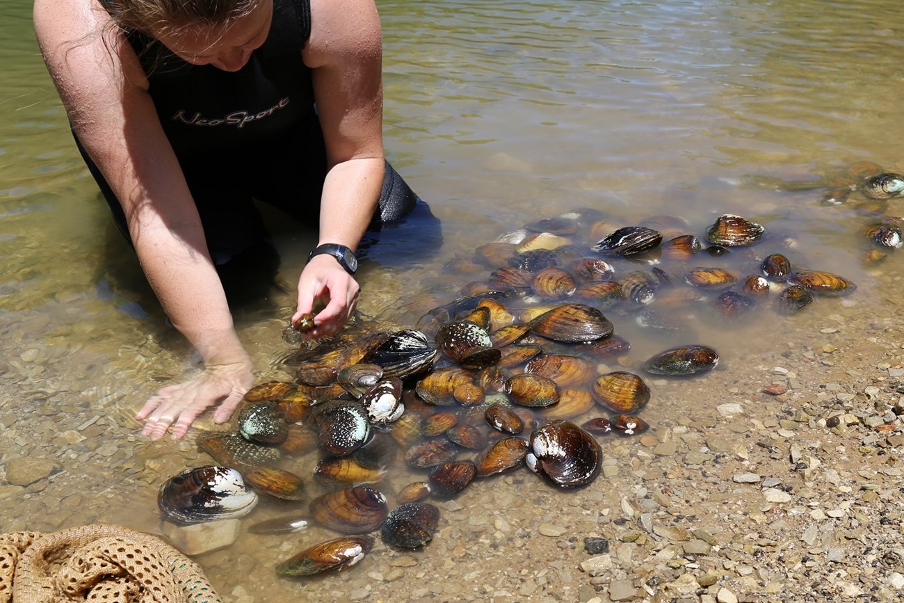A person looking at several mussels is shallow water