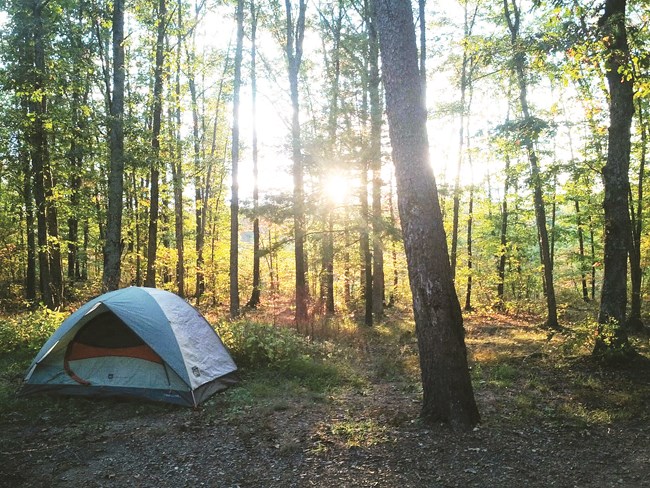 A tent in a forested area.