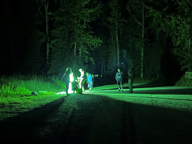Green light illuminates group at moth attracting light sheet