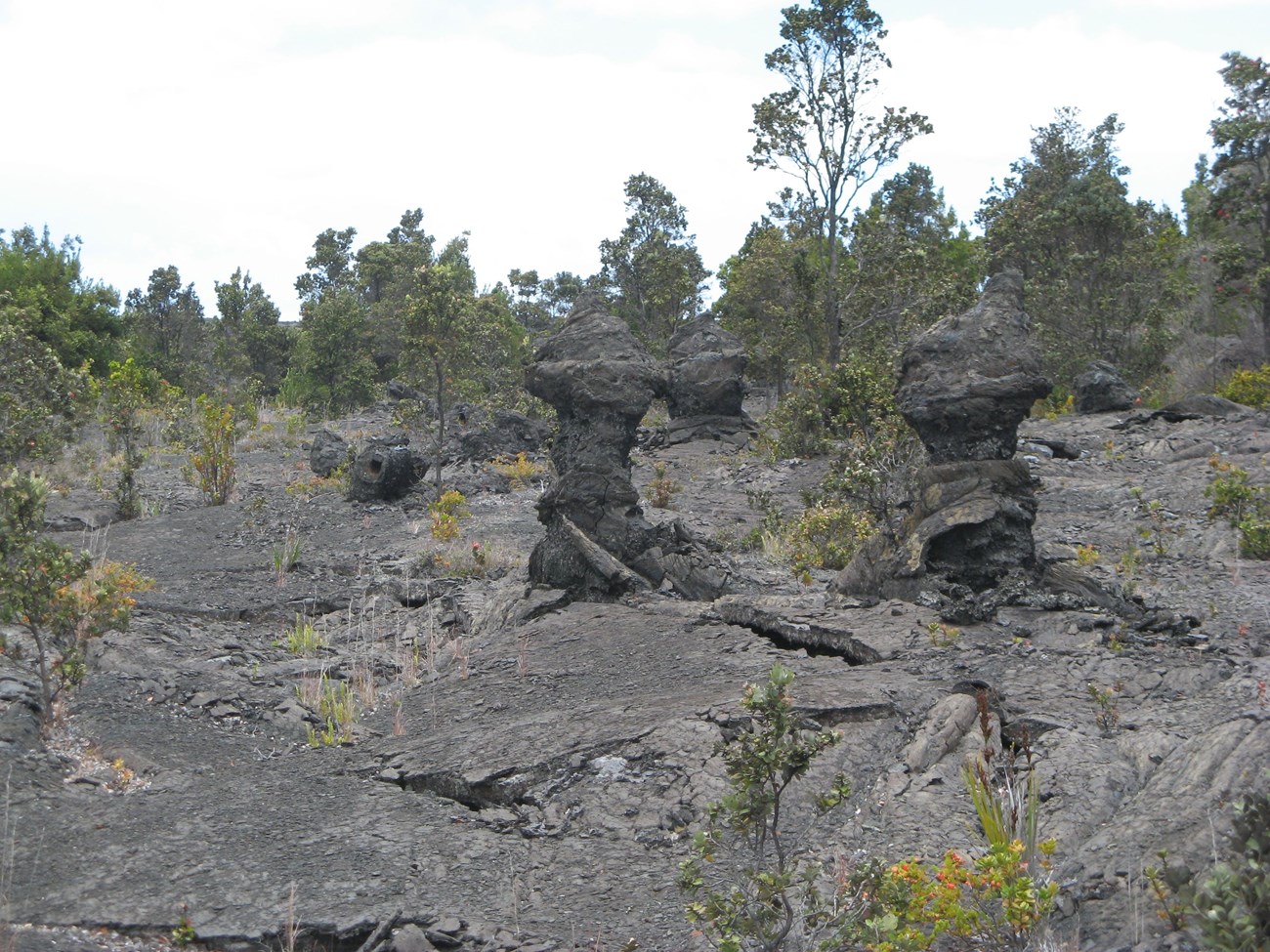 HAVO C1FD8173-155D-4519-3EAFD2BDA4AF53C0Original Photo of lava field with standing molds of tree trunks.