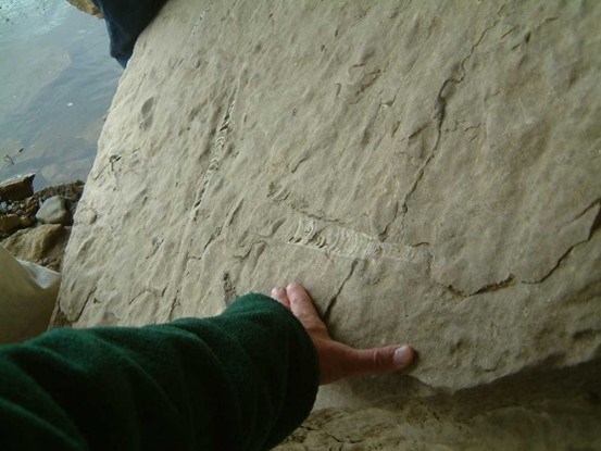HOSP Picture15 fossil Photo of a fossil on a large rock.