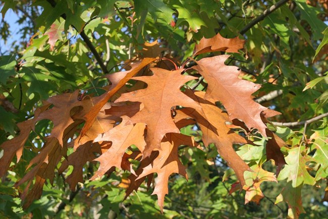 Detail of a northern red oak leaf during fall when leaves change. in color from green to red