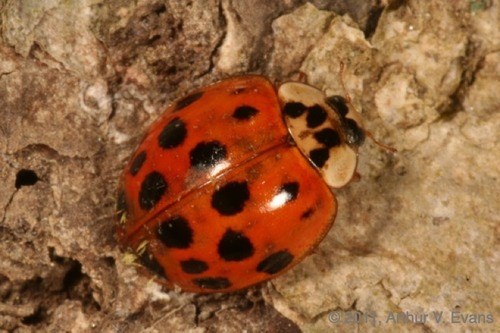 A Harlequin Lady beetle - NOT a lady bug a dark orange lady beetle with numerous black spots atop gray tree bark.