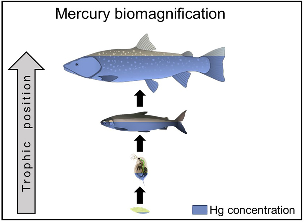 Tracing Mercury through Lake Food Webs (U.S. National Park Service)