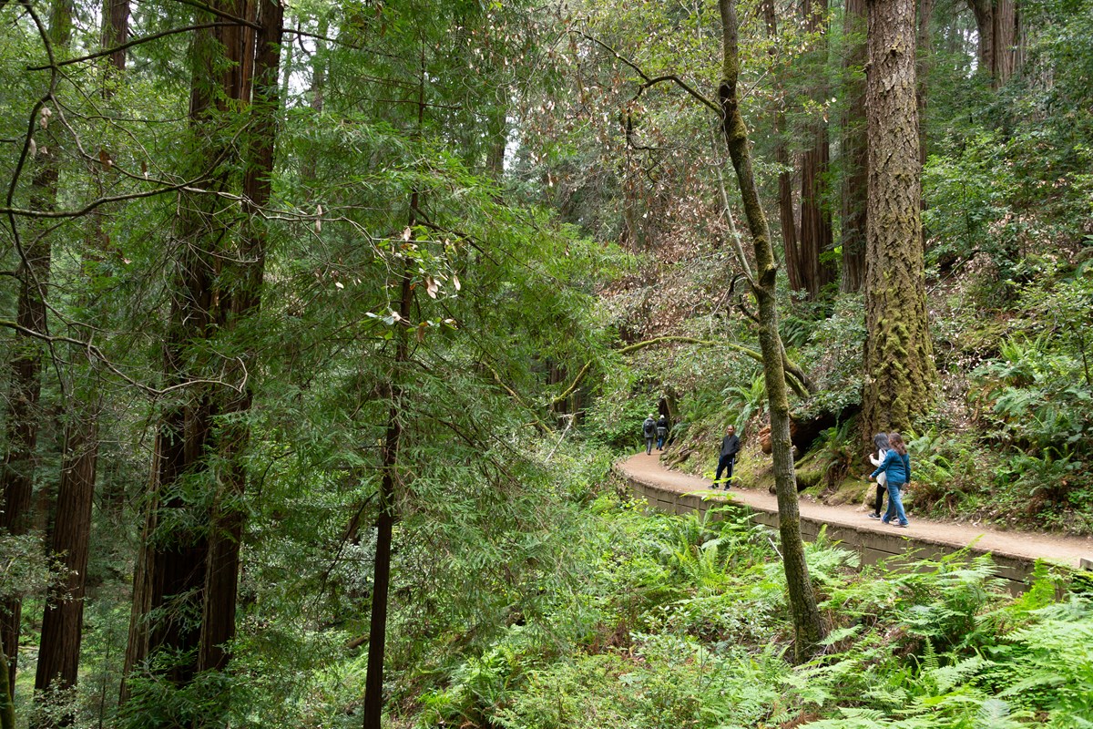 A Climate Resilient Future for Muir Woods (U.S. National Park Service)