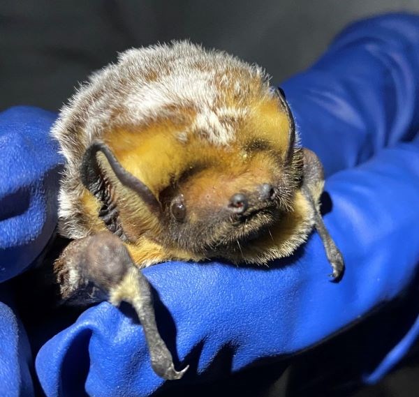 Closeup of golden-furred face of bat with white-tipped fur on back, held in scientist's gloved hand.
