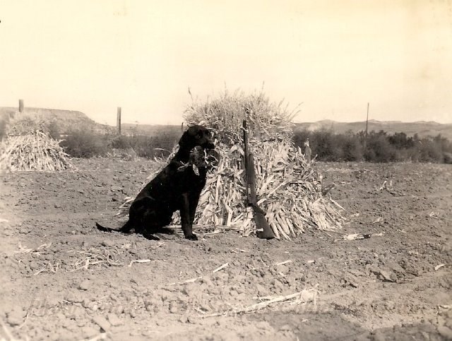 A black and white photograph of a dog holding a rabbit in its mouth. The dog is seated next to a hunting rifle propped up against a hay bale.